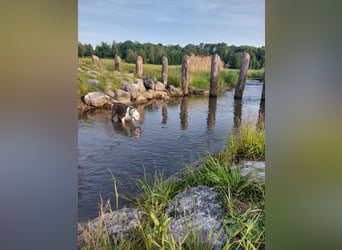 Notfall - american bully Hope schweren Herzens abzugeben