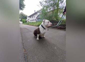 Notfall - american bully Hope schweren Herzens abzugeben