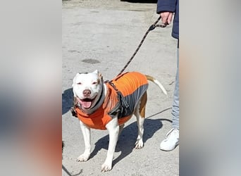 Bully ♥Tuty♥ ein großes Herz auf 4 Pfoten