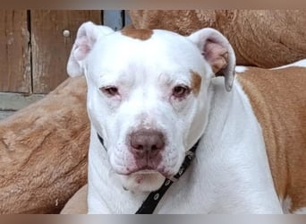 Bully ♥Tuty♥ ein großes Herz auf 4 Pfoten