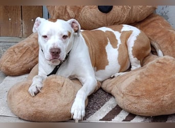 Bully ♥Tuty♥ ein großes Herz auf 4 Pfoten