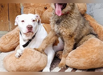 Bully ♥Tuty♥ ein großes Herz auf 4 Pfoten