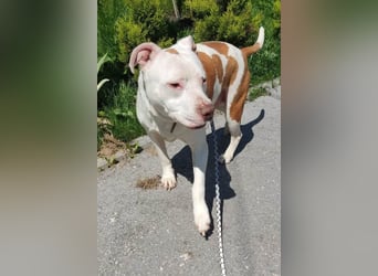 Bully ♥Tuty♥ ein großes Herz auf 4 Pfoten