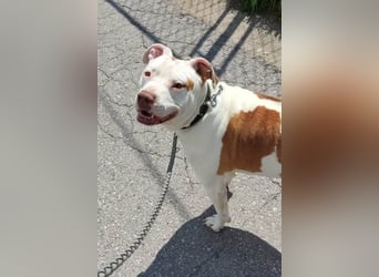 Bully ♥Tuty♥ ein großes Herz auf 4 Pfoten