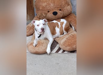 Bully ♥Tuty♥ ein großes Herz auf 4 Pfoten