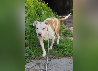 Bully ♥Tuty♥ ein großes Herz auf 4 Pfoten