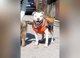 Bully ♥Tuty♥ ein großes Herz auf 4 Pfoten