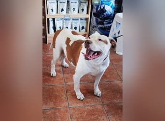 Bully ♥Tuty♥ ein großes Herz auf 4 Pfoten