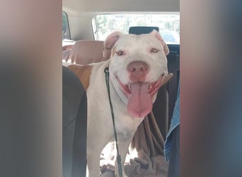 Bully ♥Tuty♥ ein großes Herz auf 4 Pfoten