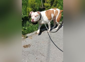 Bully ♥Tuty♥ ein großes Herz auf 4 Pfoten