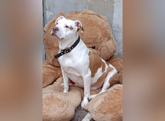 Bully ♥Tuty♥ ein großes Herz auf 4 Pfoten