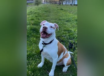 Bully ♥Tuty♥ ein großes Herz auf 4 Pfoten