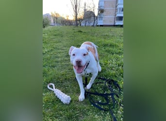 Bully ♥Tuty♥ ein großes Herz auf 4 Pfoten