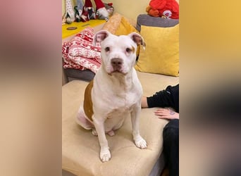 Bully ♥Tuty♥ ein großes Herz auf 4 Pfoten