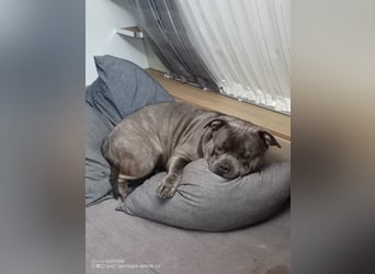 American bully Mix