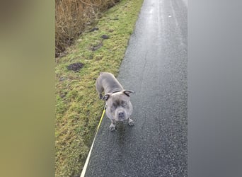 American bully Mix