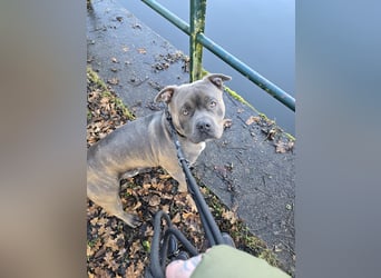 American bully Mix