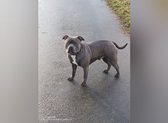American bully Mix