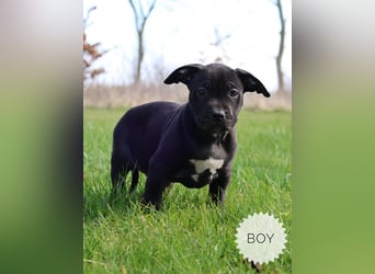 American Bully XL Welpen mit ABKC Papieren