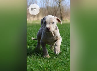 American Bully XL Welpen mit ABKC Papieren