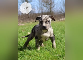 American Bully XL Welpen mit ABKC Papieren