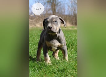 American Bully XL Welpen mit ABKC Papieren