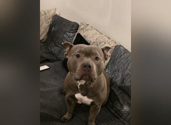 ❤️ American Bully Hündin „Ivy“ sucht ihr Für-immer-Zuhause ❤️
