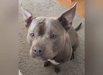 ❤️ American Bully Hündin „Ivy“ sucht ihr Für-immer-Zuhause ❤️