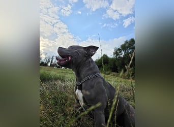 ❤️ American Bully Hündin „Ivy“ sucht ihr Für-immer-Zuhause ❤️