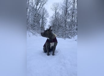 ❤️ American Bully Hündin „Ivy“ sucht ihr Für-immer-Zuhause ❤️