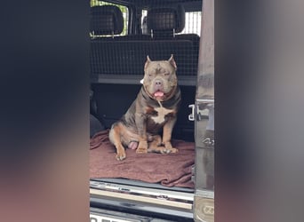 American Bully Classic Blue Tri – ABKC registrierter Deckrüde