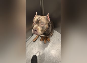 American Bully Classic Blue Tri – ABKC registrierter Deckrüde