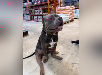 American Bully Classic Blue Tri – ABKC registrierter Deckrüde