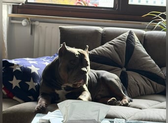 American Bully Classic Blue Tri – ABKC registrierter Deckrüde