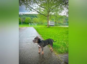 American Bully Classic Blue Tri – ABKC registrierter Deckrüde