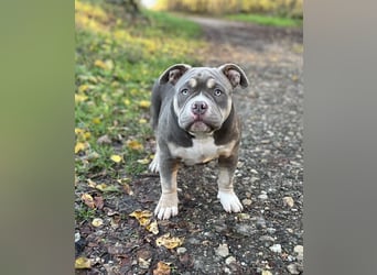 American Bully – Top quality puppies
