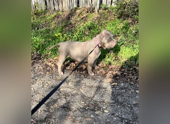 American Bully – Top quality puppies