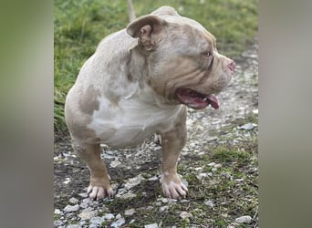 American Bully – Top quality puppies
