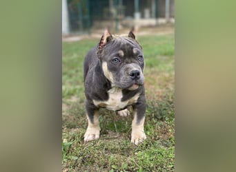 American Bully – Top quality puppies