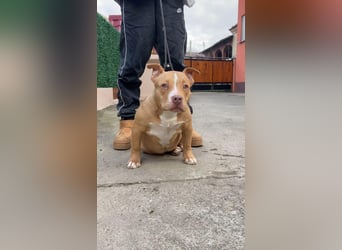 American Bully – Top quality puppies