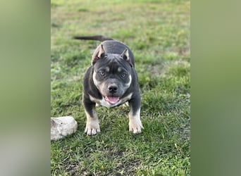 American Bully – Top quality puppies