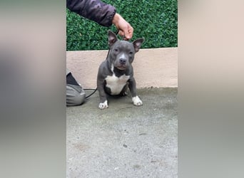 American Bully – Top quality puppies