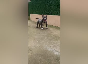 American Bully – Top quality puppies