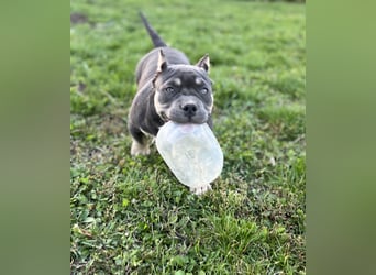 American Bully – Top quality puppies
