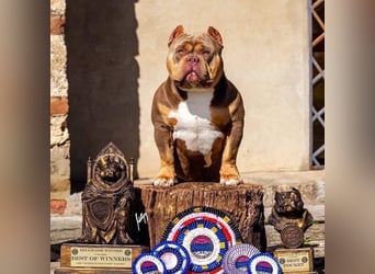 American Bully – Top quality puppies