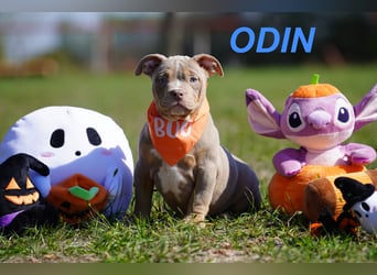 Gesunde Reinrassige American Bully Pocket Welpen