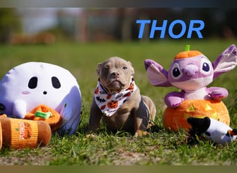 Gesunde Reinrassige American Bully Pocket Welpen