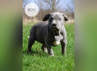 American Bully XL mit ABKC Papieren