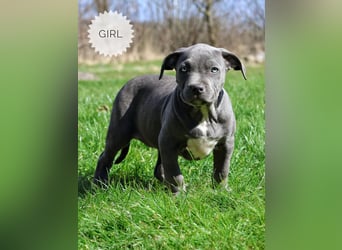 American Bully XL mit ABKC Papieren