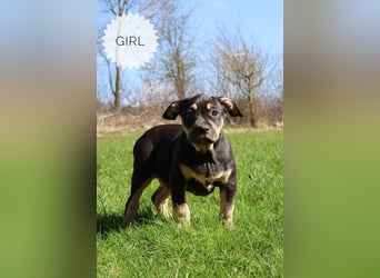 American Bully XL mit ABKC Papieren